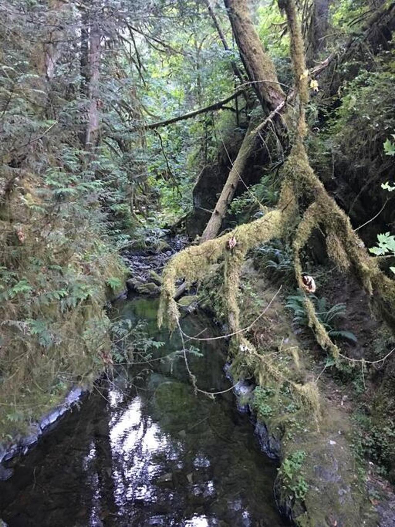 הוילה The Great Escape - Port Renfrew & Bunkhouse מראה חיצוני תמונה