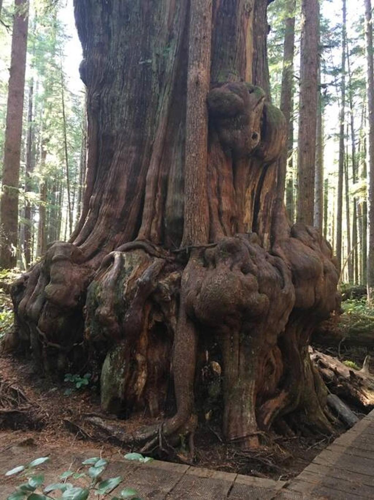 הוילה The Great Escape - Port Renfrew & Bunkhouse מראה חיצוני תמונה
